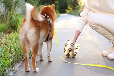 散歩中にうんちをした犬