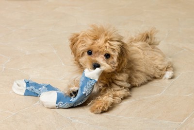 靴下で遊ぶ茶の子犬