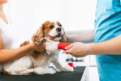 関節を診察してもらう犬