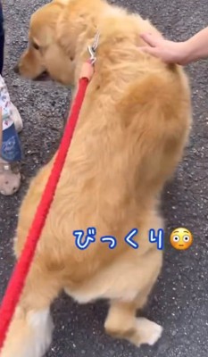 立ち上がる犬