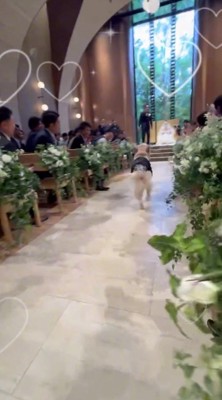 通路を走る犬