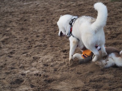 妹を轢かないよ