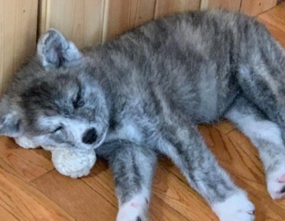 ぬいぐるみを枕に寝るあきちゃん