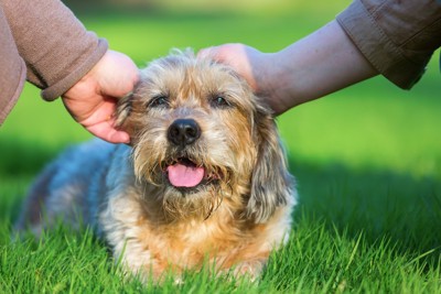 頭を撫でられている犬