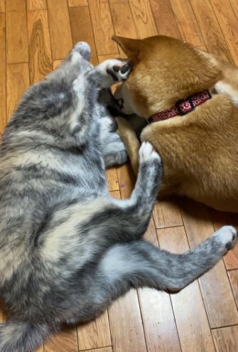 大きくなったあきちゃん