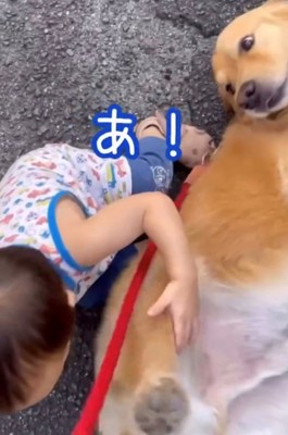 転んだ男の子を見る犬