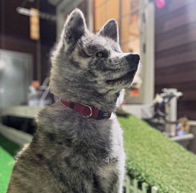 凛々しいあきちゃん