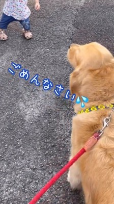 離れた場所から犬を見る男の子