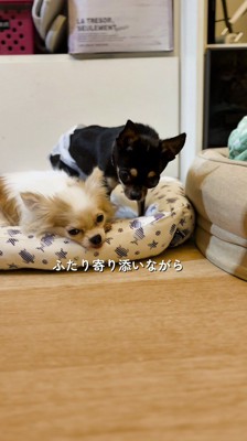 白い犬の隣に座ろうとする黒い犬