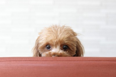 椅子の背もたれから顔を出す犬