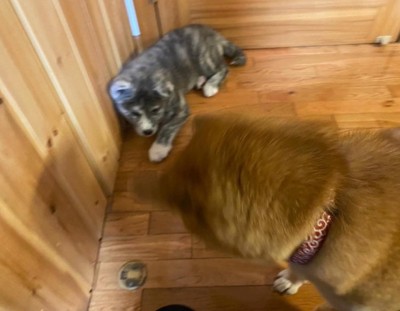 柴犬まるちゃんとあきちゃん