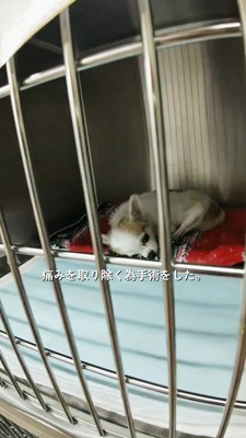 ケージの中で横たわる白い犬