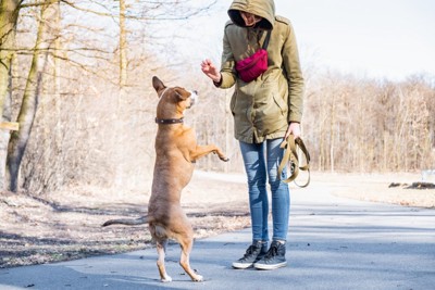二足歩行で飼い主に近づく犬
