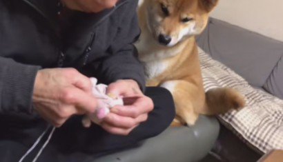 本当の孫のよう