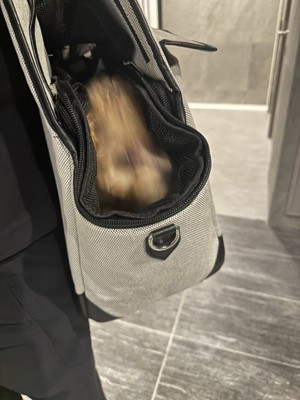 知らないワンコ