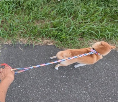 くるみ