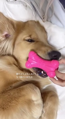 犬の口元におもちゃを差し出す飼い主