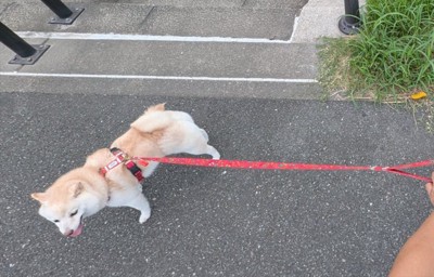 餅子
