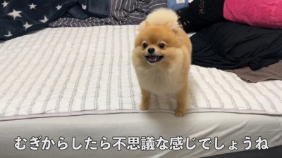 何かを訴えるむぎちゃん8