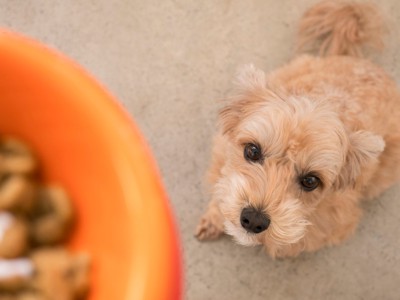 ドッグフードを待つ犬