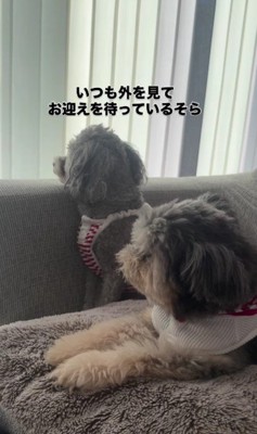 スノーちゃんが寄り添う