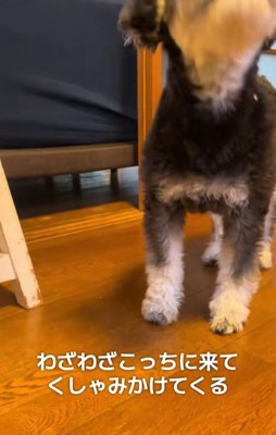 大袈裟にくしゃみをするミニチュアシュナウザー