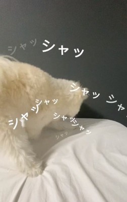 ホリホリするぽぽちゃん