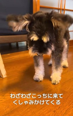 大袈裟にくしゃみをするミニチュアシュナウザー