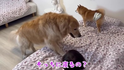 「ここで寝たい!」