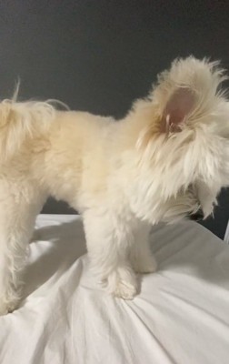 お布団を見るぽぽちゃん