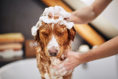 シャンプー中目をつぶる犬
