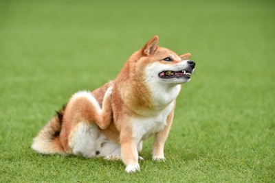 後ろ足で体を掻く柴犬