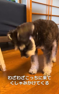 鼻先を振るミニチュアシュナウザー