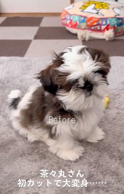 トリミング前の茶々丸くん