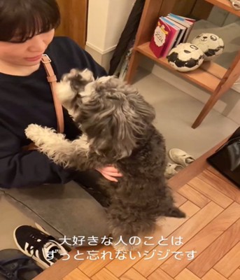 見つめる犬4