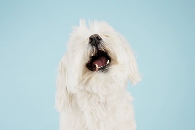 白い犬