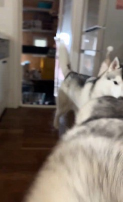 ハスキー3匹を呼んだ時の反応6