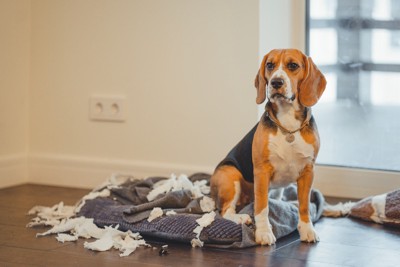 いたずらをした犬