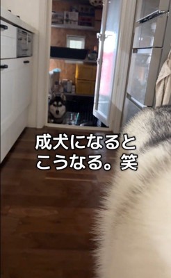 ハスキー3匹を呼んだ時の反応8
