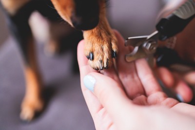 犬の前足と爪切り