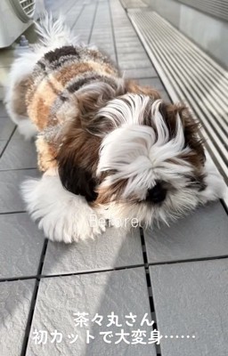 地面に寝そべる茶々丸くん