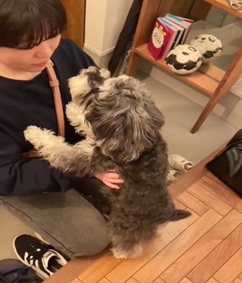 見つめる犬3