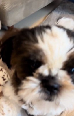 ドアップの茶々丸くん