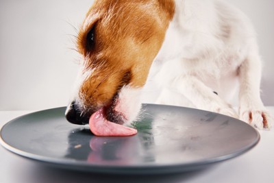 お皿を舐める犬の顔のアップ