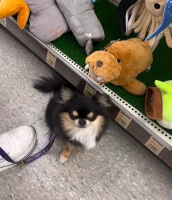うつむく犬