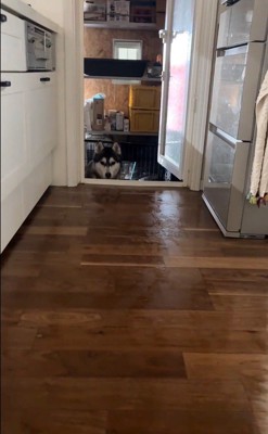 ハスキー3匹を呼んだ時の反応9