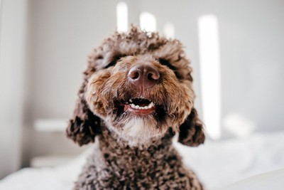 犬の口
