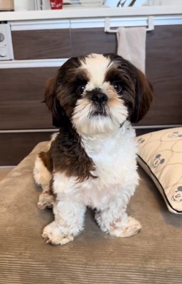 投稿主さんを見る茶々丸くん