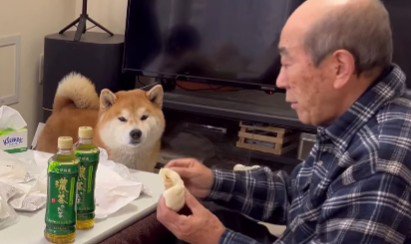 こむぎちゃんの可愛い作戦