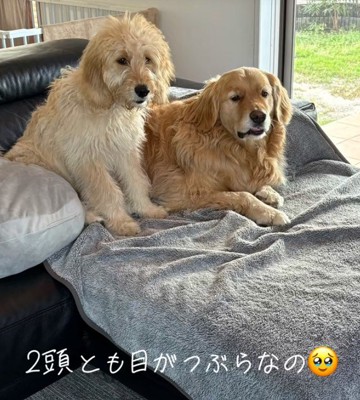 つぶらな目がそっくり!